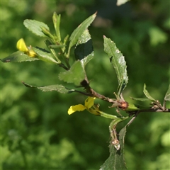 Goodenia ovata at Alphington, VIC - 3 Oct 2024 12:25 PM