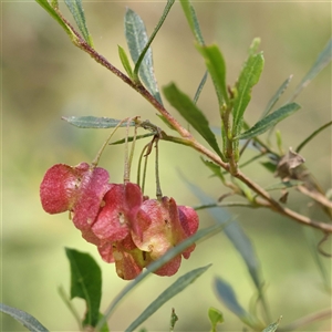 Dodonaea viscosa at Alphington, VIC by ConBoekel