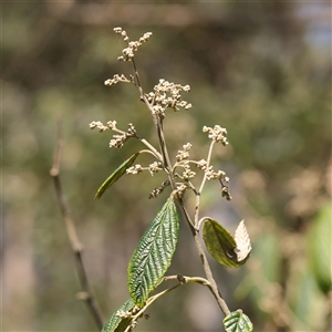 Pomaderris aspera at Alphington, VIC - 3 Oct 2024 12:31 PM