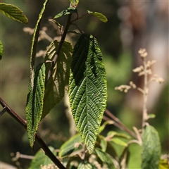 Pomaderris aspera at Alphington, VIC - 3 Oct 2024