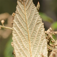 Pomaderris aspera at Alphington, VIC - 3 Oct 2024 12:31 PM