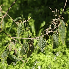 Pomaderris aspera at Alphington, VIC - 3 Oct 2024