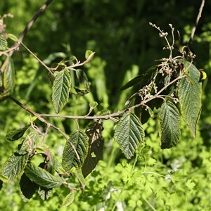 Pomaderris aspera at Alphington, VIC - 3 Oct 2024