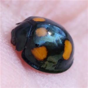 Orcus australasiae (Orange-spotted Ladybird) at Alphington, VIC by ConBoekel