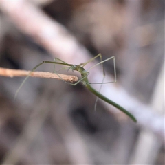 Ariamnes colubrinus at Alphington, VIC - 3 Oct 2024 by ConBoekel