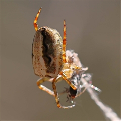 Unidentified Spider (Araneae) at Alphington, VIC - 3 Oct 2024 by ConBoekel