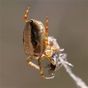 Unidentified Spider (Araneae) at Alphington, VIC by ConBoekel