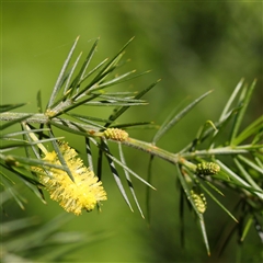 Unidentified Wattle at Ivanhoe, VIC - 3 Oct 2024 by ConBoekel