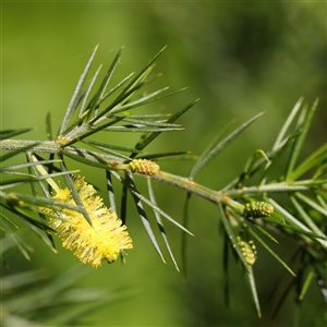 Acacia verticillata at Ivanhoe, VIC by ConBoekel