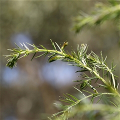 Acacia verticillata subsp. verticillata at Ivanhoe, VIC - 3 Oct 2024