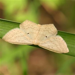 Scopula perlata at Ivanhoe, VIC - 3 Oct 2024 12:59 PM