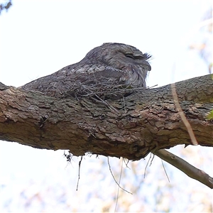 Podargus strigoides at Ivanhoe, VIC by ConBoekel