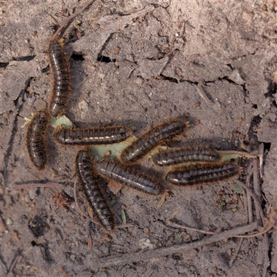 Unidentified Millipede (Diplopoda) at Ivanhoe, VIC - 3 Oct 2024 by ConBoekel