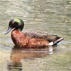 Anas castanea (Chestnut Teal) at Ivanhoe, VIC - 3 Oct 2024 by ConBoekel