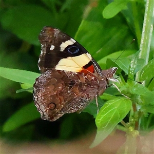 Unidentified Butterfly (Lepidoptera, Rhopalocera) at Ivanhoe, VIC by ConBoekel