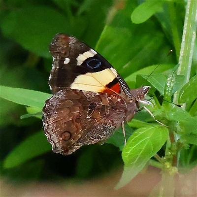 Vanessa itea (Yellow Admiral) at Ivanhoe, VIC - 3 Oct 2024 by ConBoekel