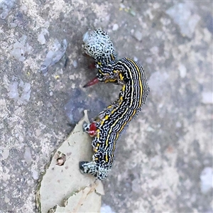 Unidentified Moth (Lepidoptera) at Alphington, VIC by ConBoekel