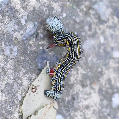 Chlenias (genus) (A looper moth) at Alphington, VIC - 3 Oct 2024 by ConBoekel