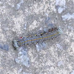 Chlenias (genus) at Alphington, VIC - 3 Oct 2024 01:27 PM