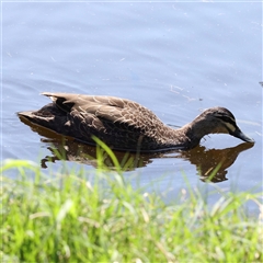 Anas superciliosa (Pacific Black Duck) at Alphington, VIC - 3 Oct 2024 by ConBoekel