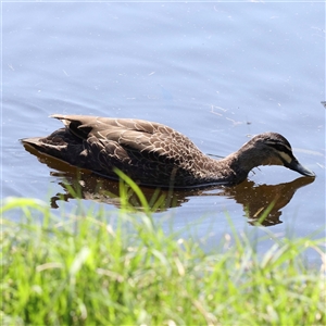 Anas superciliosa (Pacific Black Duck) at Alphington, VIC by ConBoekel