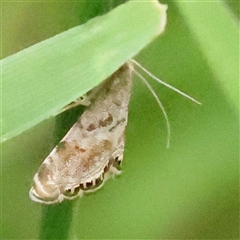 Unidentified Moth (Lepidoptera) at Alexandra, VIC - 4 Oct 2024 by ConBoekel