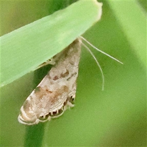 Unidentified Moth (Lepidoptera) at Alexandra, VIC by ConBoekel