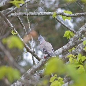 Ocyphaps lophotes (Crested Pigeon) at Jamberoo, NSW by plants