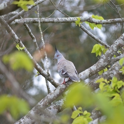 Ocyphaps lophotes (Crested Pigeon) at Jamberoo, NSW - 15 Oct 2024 by plants