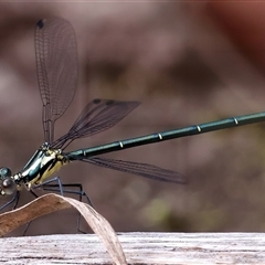 Austroargiolestes icteromelas (Common Flatwing) at Appin, NSW - 3 Oct 2024 by jb2602