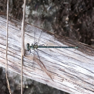 Austroargiolestes icteromelas at Appin, NSW - 3 Oct 2024