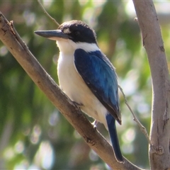 Todiramphus sanctus at Kambah, ACT - 13 Oct 2024 by Christine