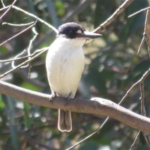 Todiramphus macleayii at Kambah, ACT - 13 Oct 2024