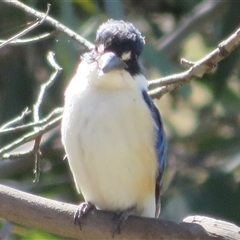 Todiramphus macleayii at Kambah, ACT - 13 Oct 2024