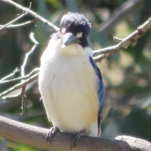 Todiramphus macleayii at Kambah, ACT - 13 Oct 2024