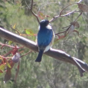 Todiramphus macleayii at Kambah, ACT - 13 Oct 2024