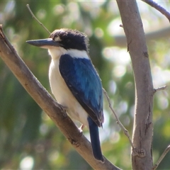 Todiramphus macleayii at Kambah, ACT - 13 Oct 2024