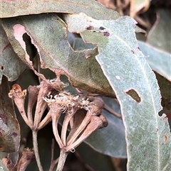 Eucalyptus microcorys at Kungala, NSW - 15 Oct 2024 by donnanchris