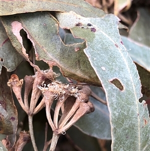 Eucalyptus microcorys at Kungala, NSW by donnanchris