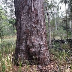 Eucalyptus microcorys at Kungala, NSW - 16 Oct 2024 09:49 AM