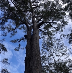 Eucalyptus microcorys at Kungala, NSW - 16 Oct 2024 09:49 AM