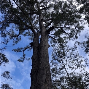 Eucalyptus microcorys at Kungala, NSW - 16 Oct 2024 09:49 AM