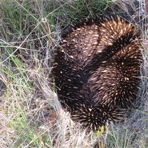 Tachyglossus aculeatus at Greenway, ACT - 13 Oct 2024