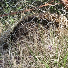 Tachyglossus aculeatus at Greenway, ACT - 13 Oct 2024