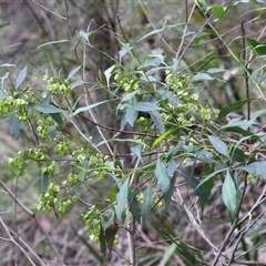 Dodonaea triquetra (Large-leaf Hop-Bush) at Appin, NSW - 3 Oct 2024 by jb2602