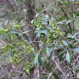 Dodonaea triquetra (Large-leaf Hop-Bush) at Appin, NSW by jb2602