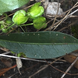 Dodonaea triquetra at Appin, NSW - 3 Oct 2024 12:59 PM