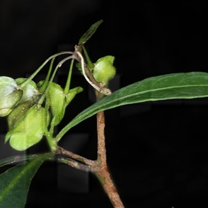 Dodonaea triquetra at Appin, NSW - 3 Oct 2024 12:59 PM