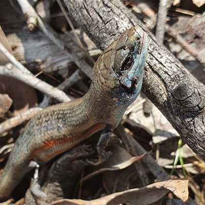 Carlia tetradactyla (Southern Rainbow Skink) at Yass River, NSW - 16 Oct 2024 by SenexRugosus