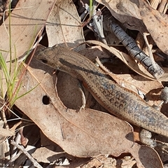 Carlia tetradactyla at Yass River, NSW - 16 Oct 2024